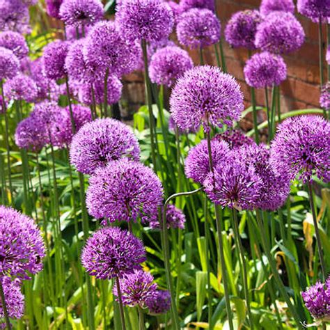 blumenlexikon|blumenarten mit namen.